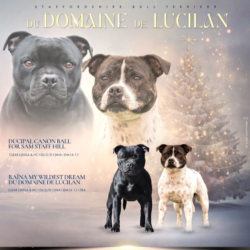 chiot Staffordshire Bull Terrier du Domaine De Lucilan