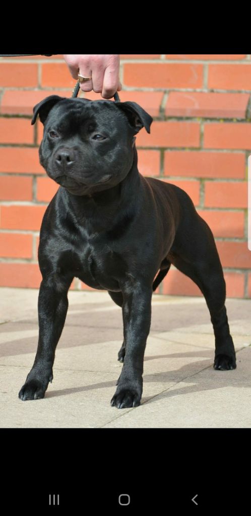 LES PARENTS LARGO MURCIELAGO DE LADY ICE/ MILKYE