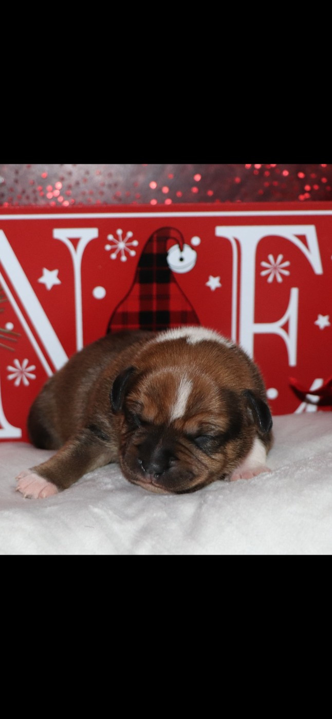 du Domaine De Lucilan - Chiots disponibles - Staffordshire Bull Terrier