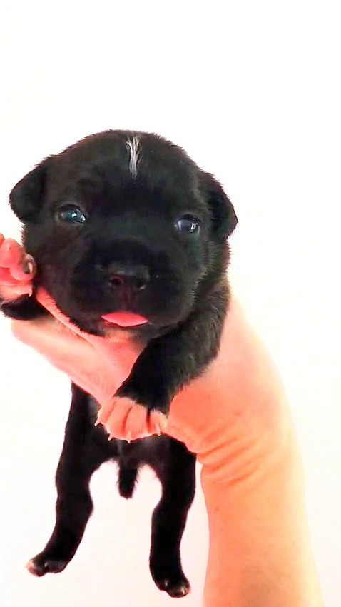 du Domaine De Lucilan - Chiots disponibles - Staffordshire Bull Terrier