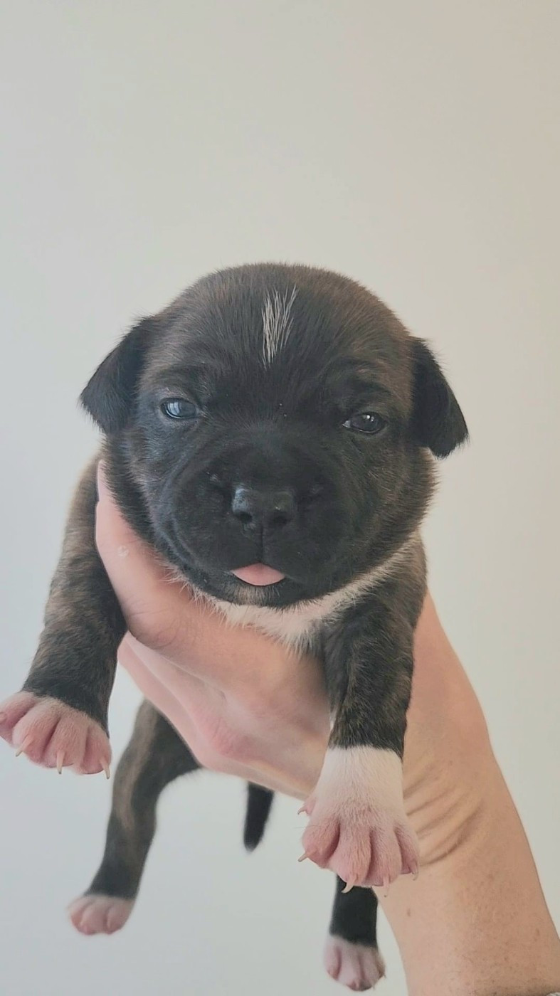 du Domaine De Lucilan - Chiots disponibles - Staffordshire Bull Terrier