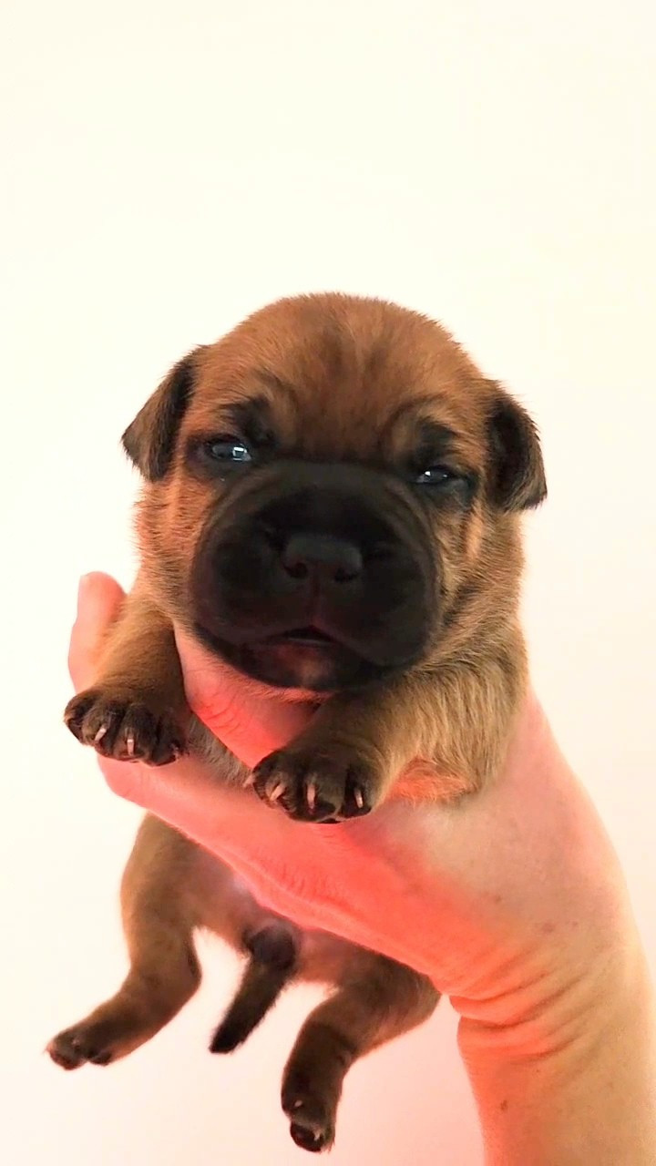 du Domaine De Lucilan - Chiots disponibles - Staffordshire Bull Terrier