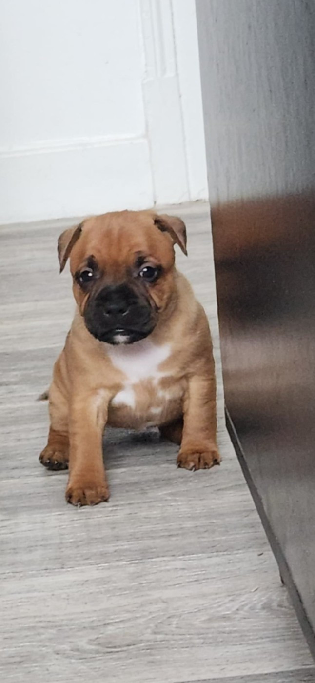 du Domaine De Lucilan - Chiots disponibles - Staffordshire Bull Terrier