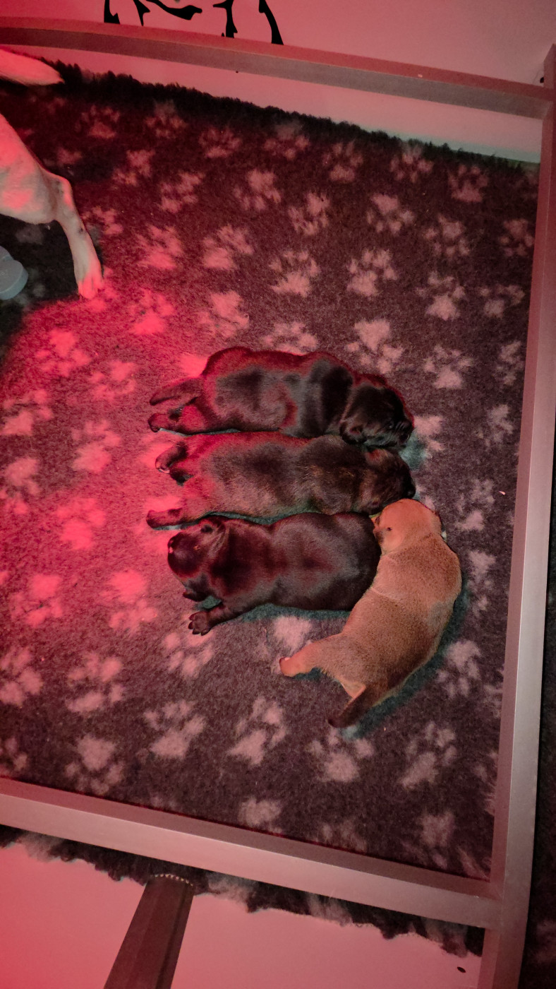 Chiot Staffordshire Bull Terrier du Domaine De Lucilan