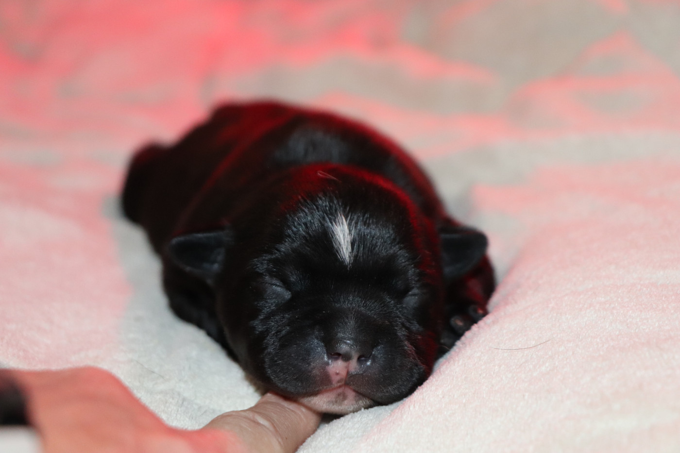 du Domaine De Lucilan - Chiots disponibles - Staffordshire Bull Terrier