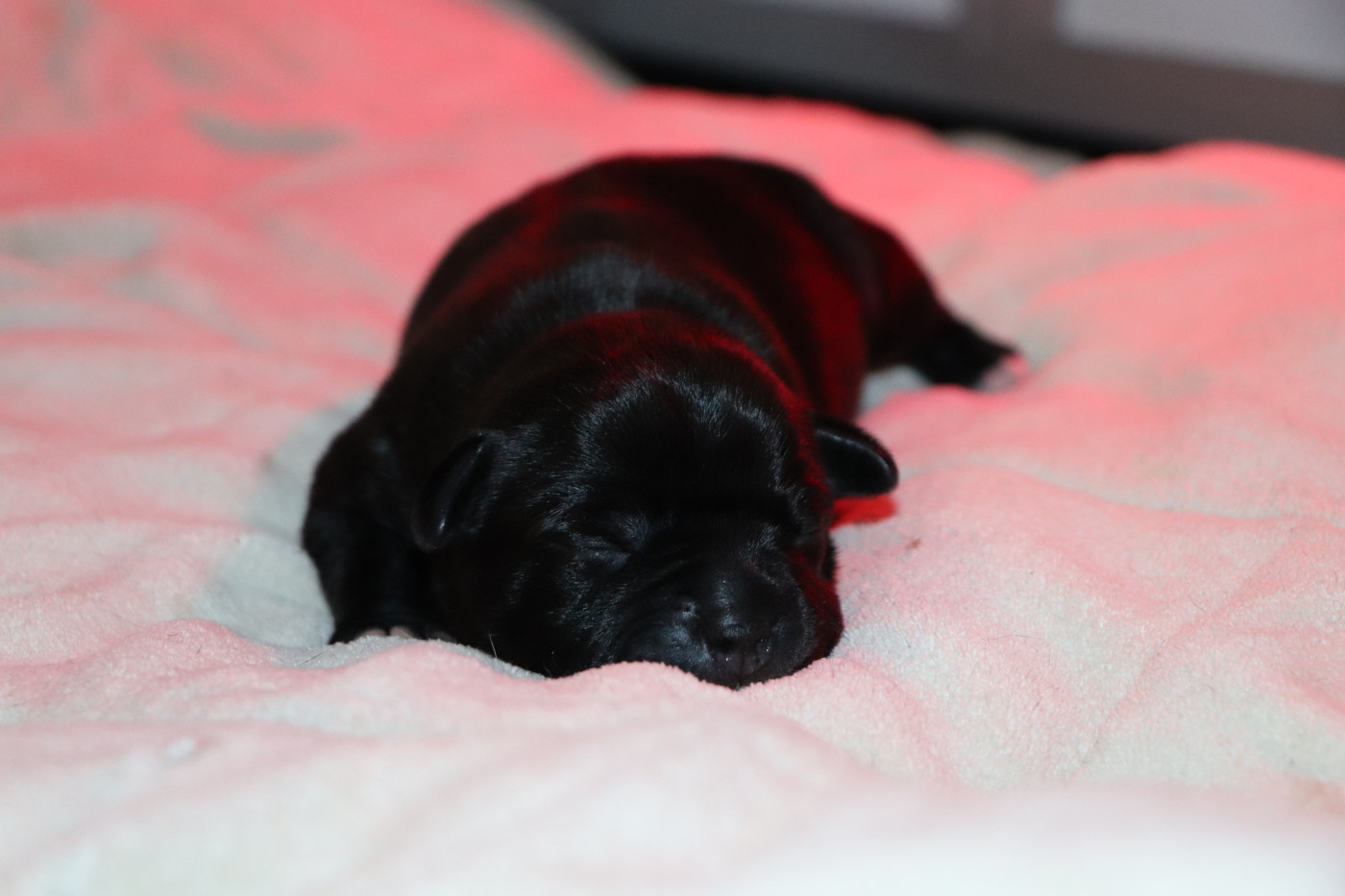 du Domaine De Lucilan - Chiots disponibles - Staffordshire Bull Terrier