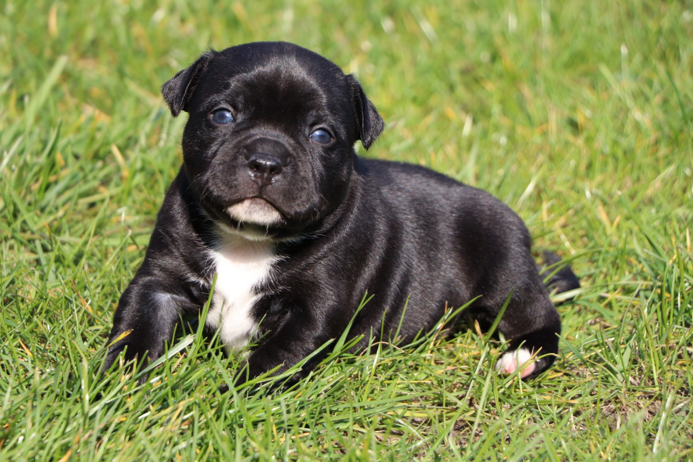 du Domaine De Lucilan - Chiots disponibles - Staffordshire Bull Terrier