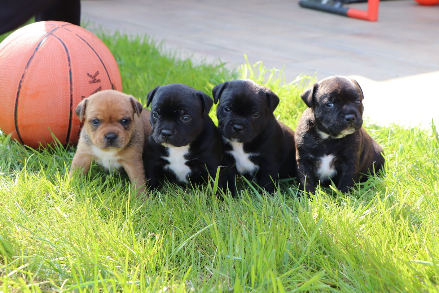 Chiot Staffordshire Bull Terrier du Domaine De Lucilan