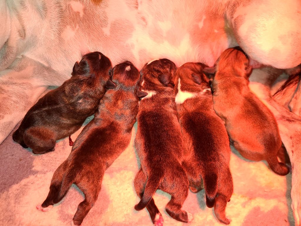 Chiot Staffordshire Bull Terrier du Domaine De Lucilan